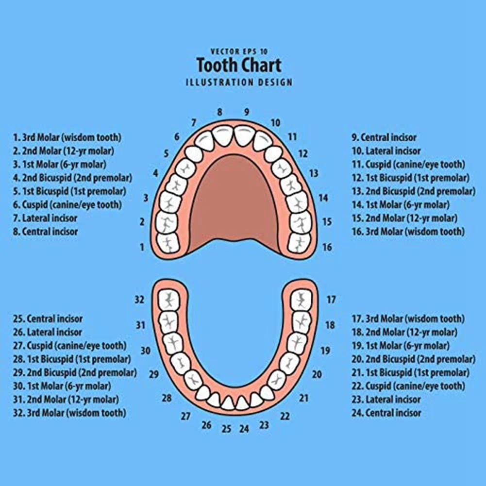 caixa-de-lembranca-para-dentes-de-bebe-caixa-para-guardar-dentes-de-criancas-organizador-de-dentes-de-bebe-caixa-para-dentes-de-leite