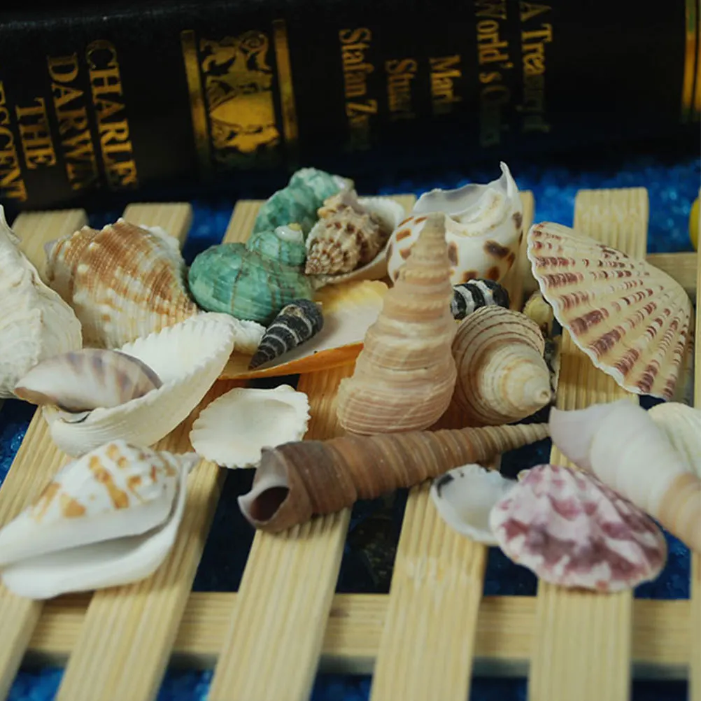 

250G Natural Shell Conch Mix 2-5Cm Colorful Handpicked Fish Tank Decor Landscape Accessories For Home Office Desktop Diy Craft