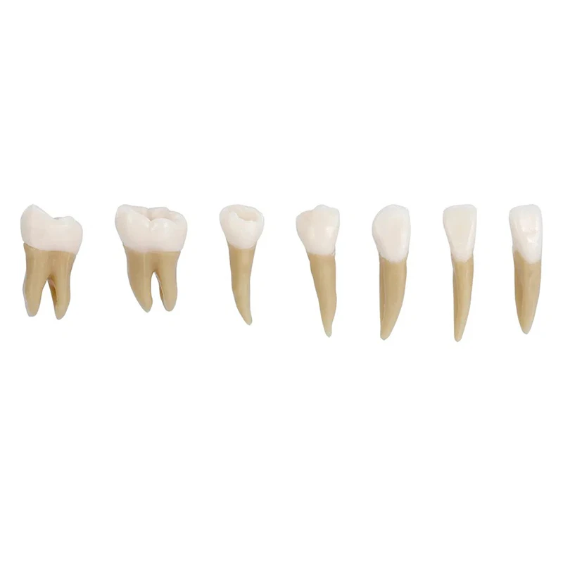 28pcs/Set Adult Full Mouth Tooth Model Dental Oral Monochrome Permanent Teeth with Root Simulated Model for Training & Education