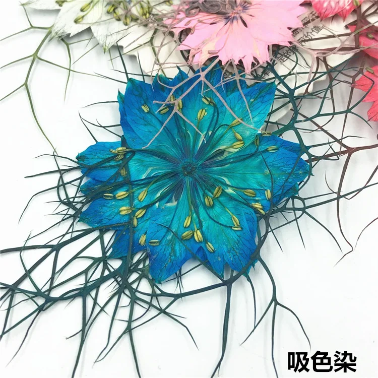40 piezas de especímenes de se - Resin Art For Photo Frame reseña y precio