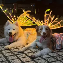 Dog Butterfly Wings Pet Glowing Wings Puppy Summer Clothes Decorative Samoyed Husky Medium Dogs Halloween Pet Halloween Costume