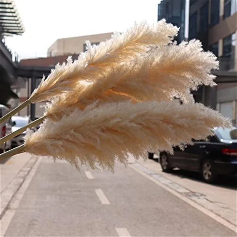 110 - 120cm Dried Fluffy Pampas Grass,Large Plume,Wholesale Boho Wedding Decor,Natural Real Flower,Home Decor,Garden Decoration