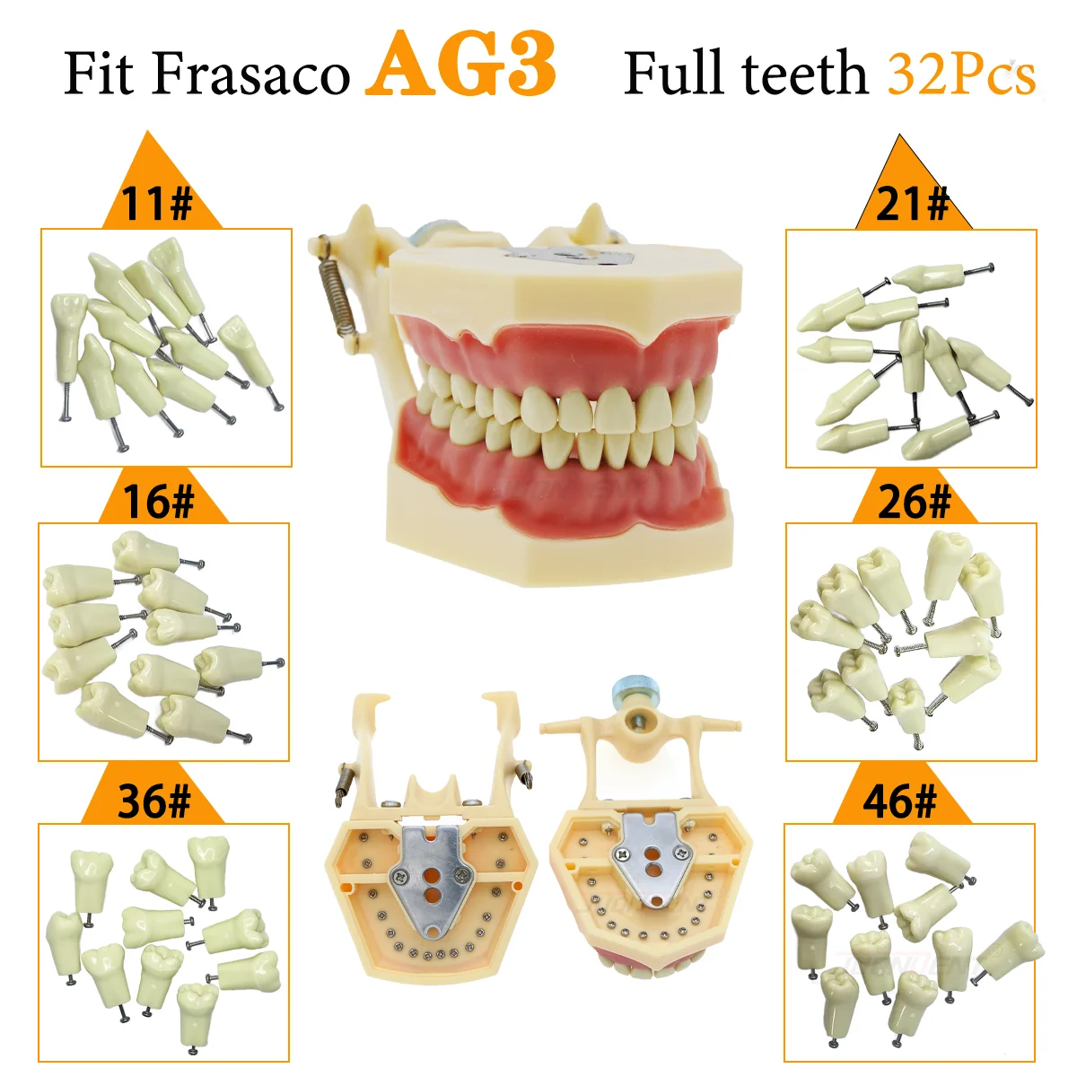 Modelo de Dientes Dentales Fit Frasaco AG3 Typodont, 32 Piezas, Dientes Completos Enroscables para Práctica de Relleno, Encías Suaves, para Entrenamiento Dental