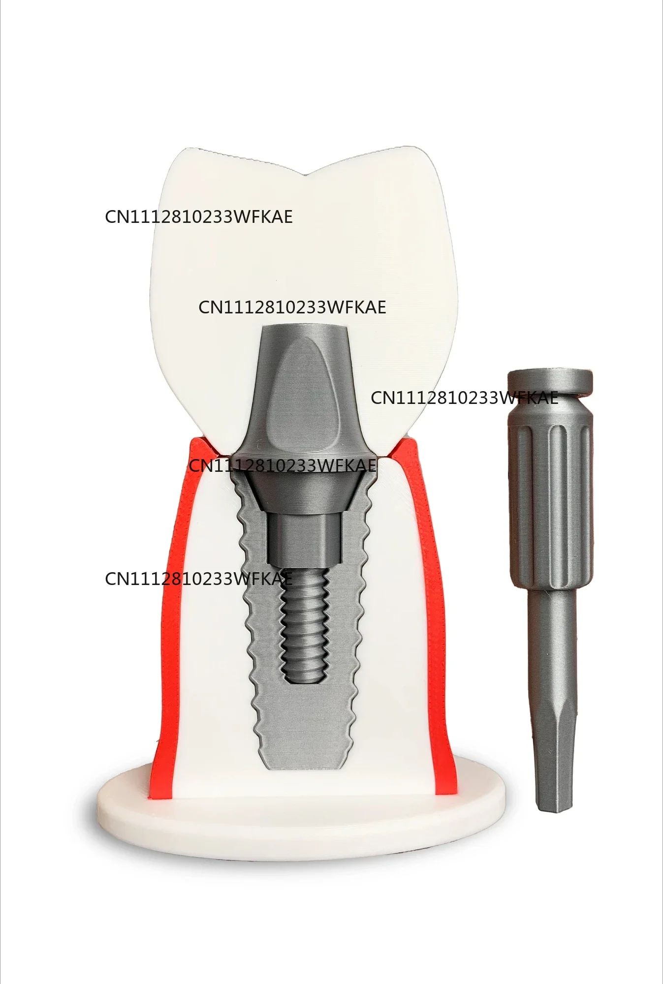 14.5CM High Dental Implant Teaching Demonstration Model Removable Communication Pathology Dental Teaching Aids Simulation