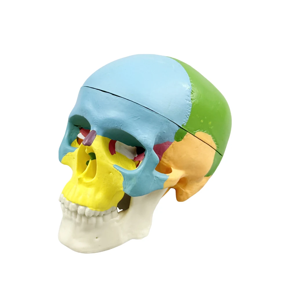 

Mini Skull Model Colorful Human Dental Skull Model Anatomical Anatomy Medical Teaching Demo Head Studying Teaching Supplies