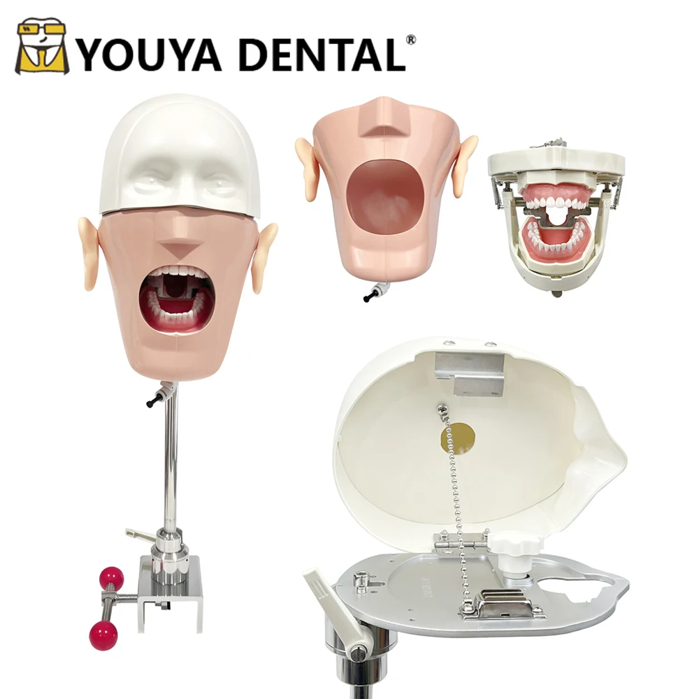 Dental Phantom Head Model with Drain Pipe Manikin Head Model Dental Simulator Removable Teeth for Dental Lab Instrument