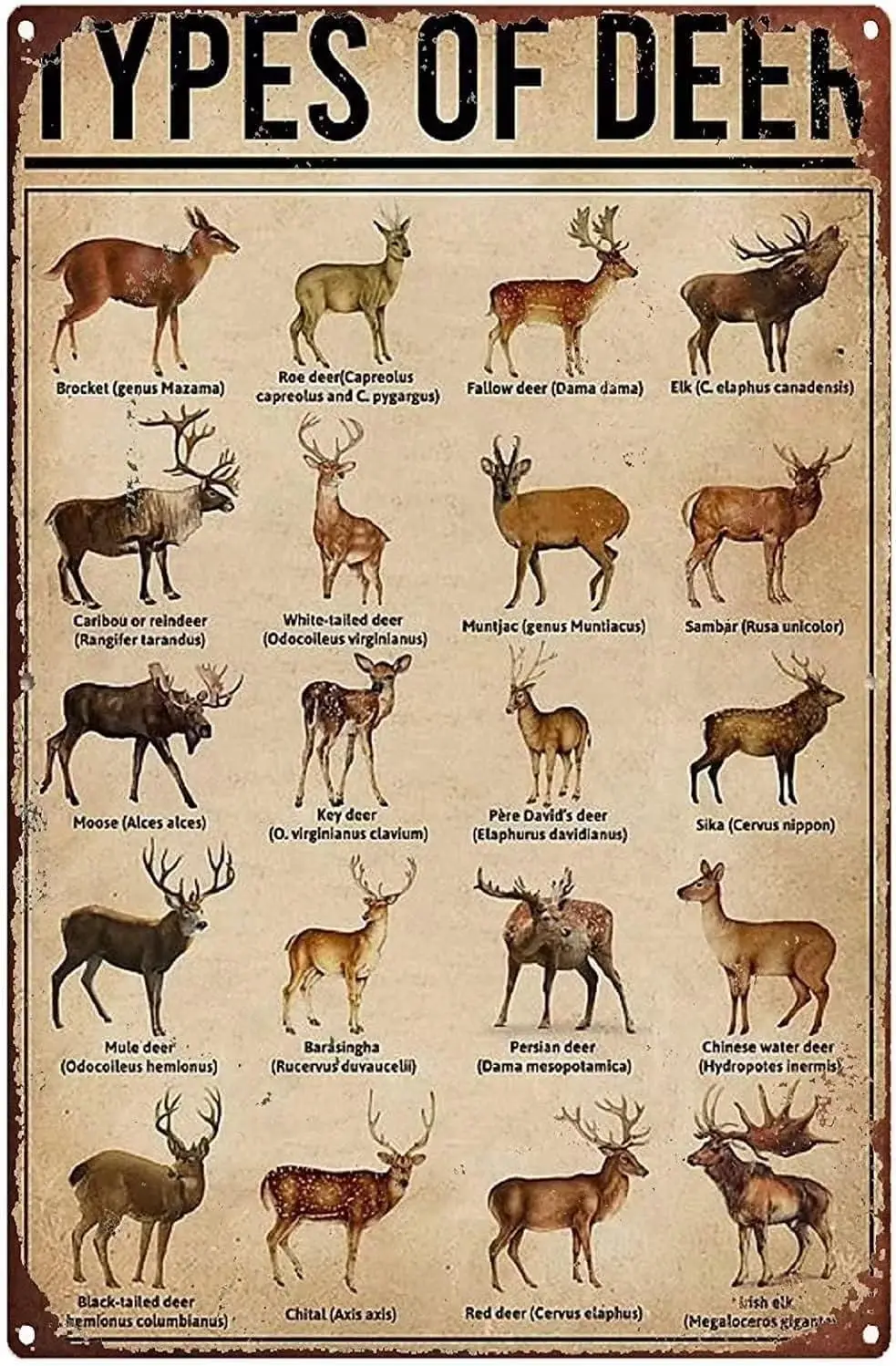 Panneau mural en métal vintage, type autocollant mural, motif 'Types de cerfs', panneau en étain 'Knowledge', art mural rétro, affiche métallique pour la maison, le bar, le café, la garage