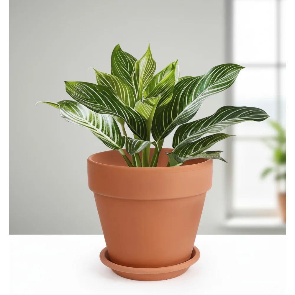 

10 Inch Terracotta Pot with Saucer - Ceramic Clay Planter with Drainage Hole for Indoor Outdoor Plants