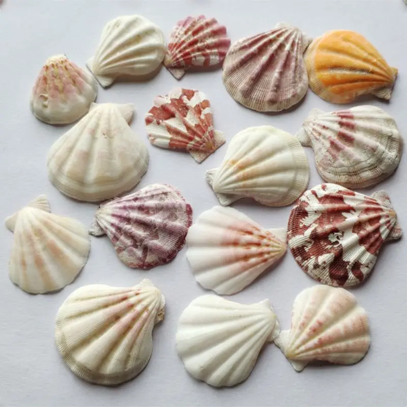 2024 New 120g Natural Seashell Sea Conch Hermit House Aquarium Practical Shells Crafts Decorations Photography Props