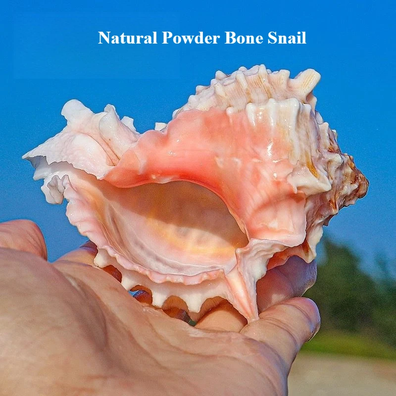 Natural Shell Rolled Shell Fish Hermit Crab Replacement Shell Large Pink Bone Snail Conch Fish Tank Landscape Unique Creativity