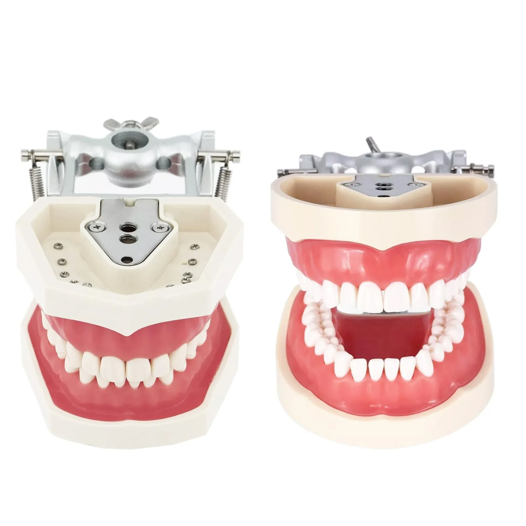 

Dental Typodont Teeth Model With Removable Teeth fit Compatible Kilgore NISSIN 200/500 Type