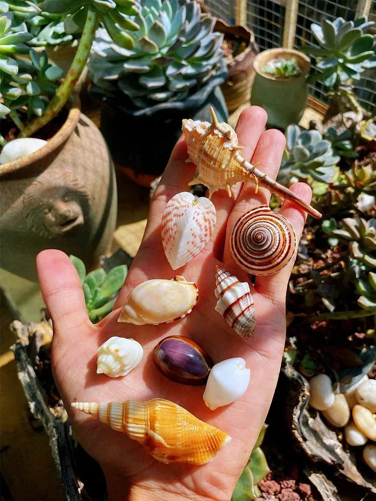 9 Kinds of Exquisite Shell and Conch Combinations, Shell and Conch Collection Specimens