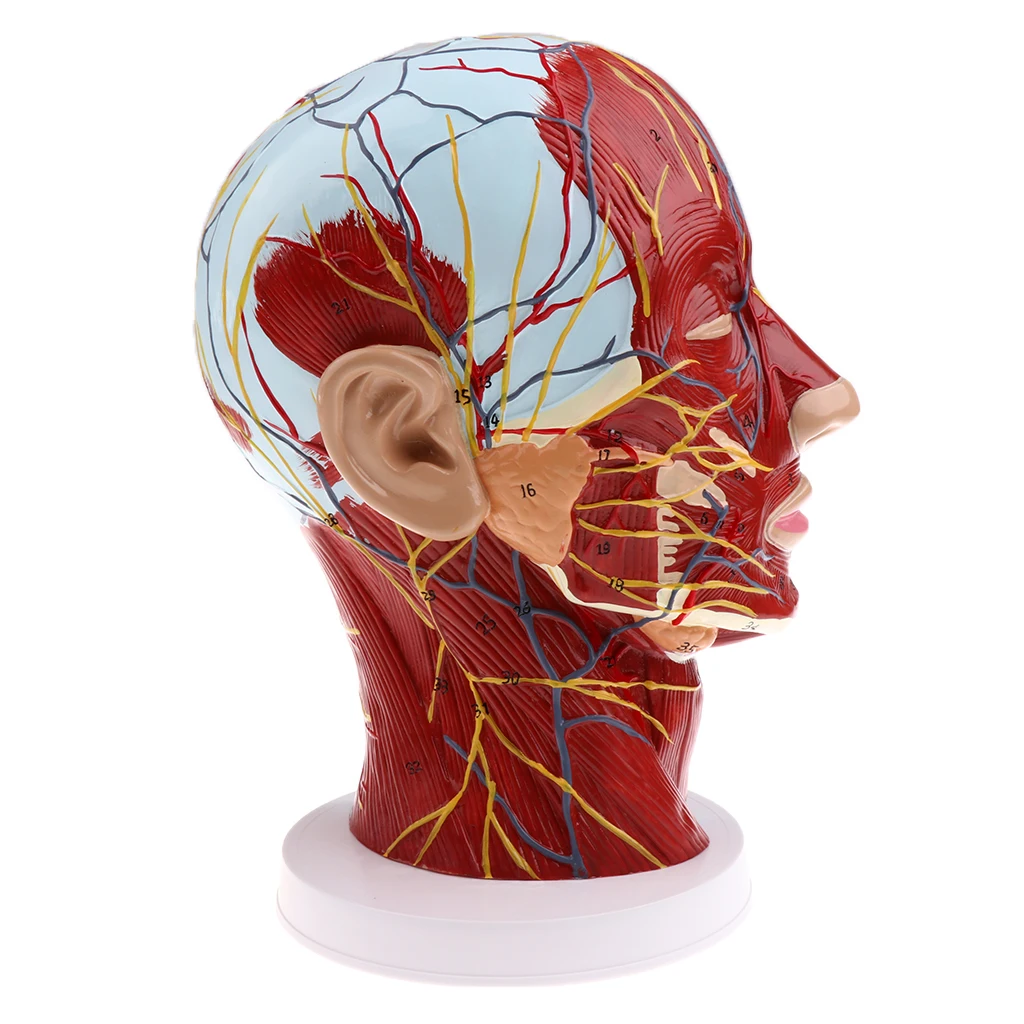 Modelo de enseñanza sagital, Cabeza Mediana, nervios, parótidos, columna Cervical