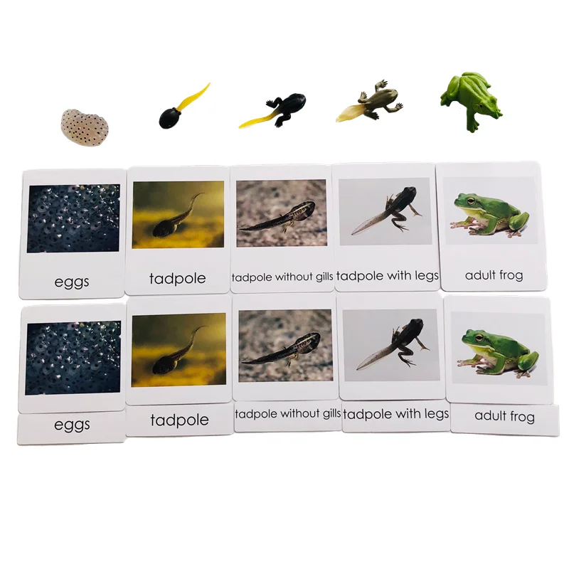 Montessori Materials Life Cycle of Frog Board/ Figures/ Cards Kids Learning Resources Biology Teaching Aids Educational Toys