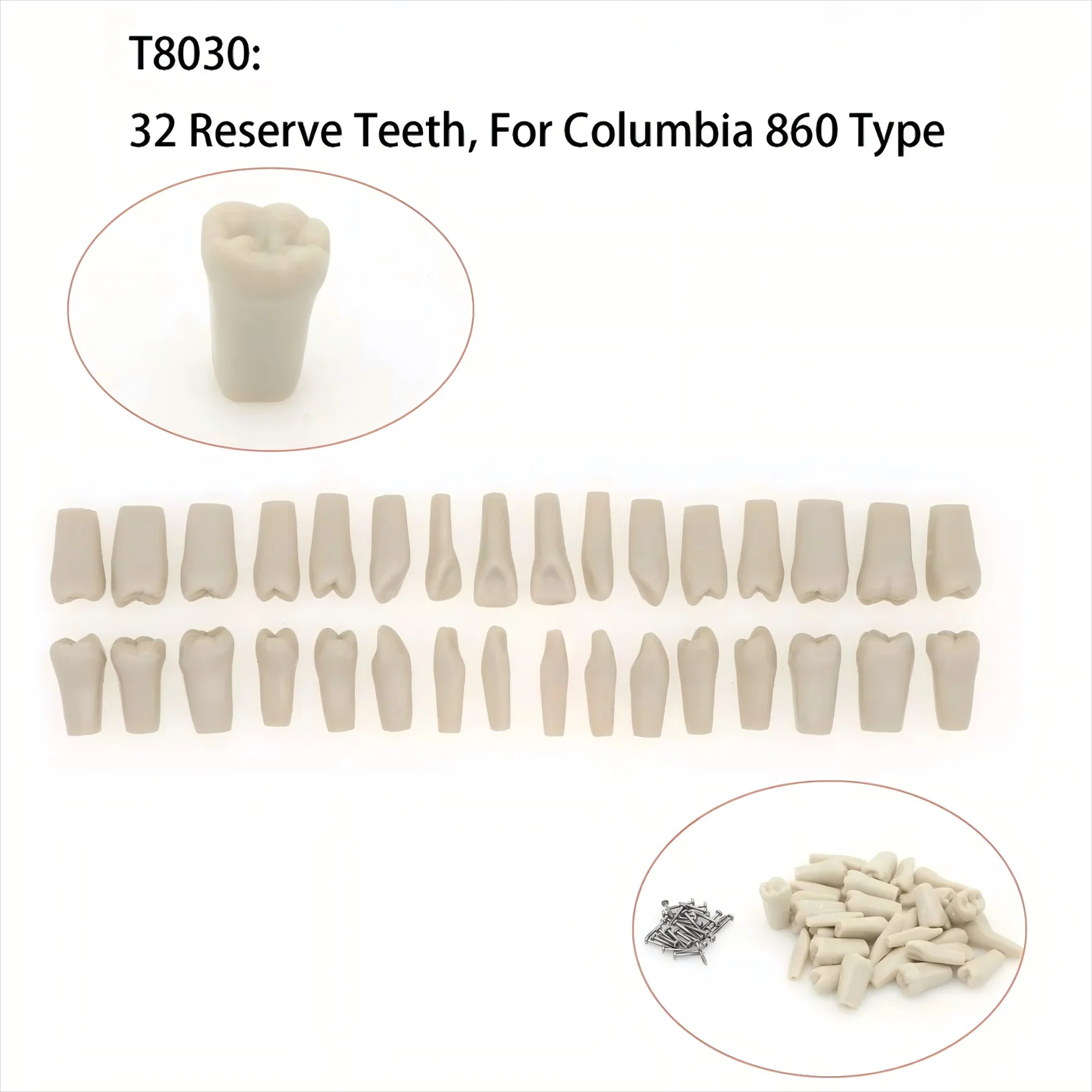 

Модель зубного зуба типа 860 Columbia Dentoform с 32 сменными зубами T8030