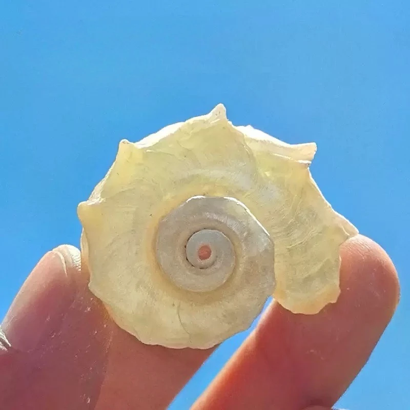 

Silver Mouth Round Thorn 10pcs Snail Roll Shell Fish 3-4cm Hermit Crab Replacement Shell Fish Tank Landscaping Conch Shell