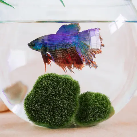 8 best sales konstgjord mossa - №8