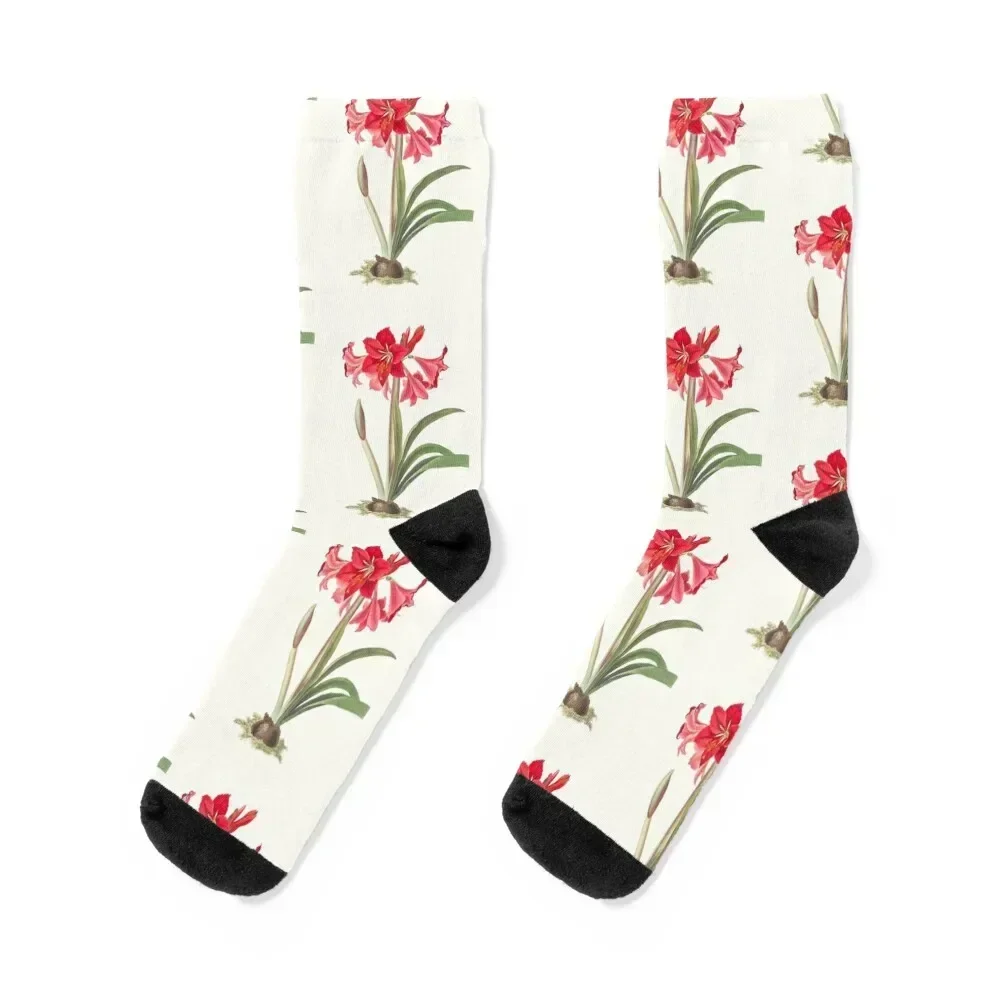 

Hardy Amaryllis - botanical illustration Socks designer brand essential summer golf Man Socks Women's