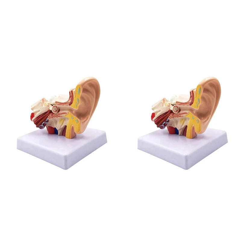 2 Pcs 1.5X Human Ear Anatomy Model - Professional Desktop Inner Ear Structure Simulation Model For Education