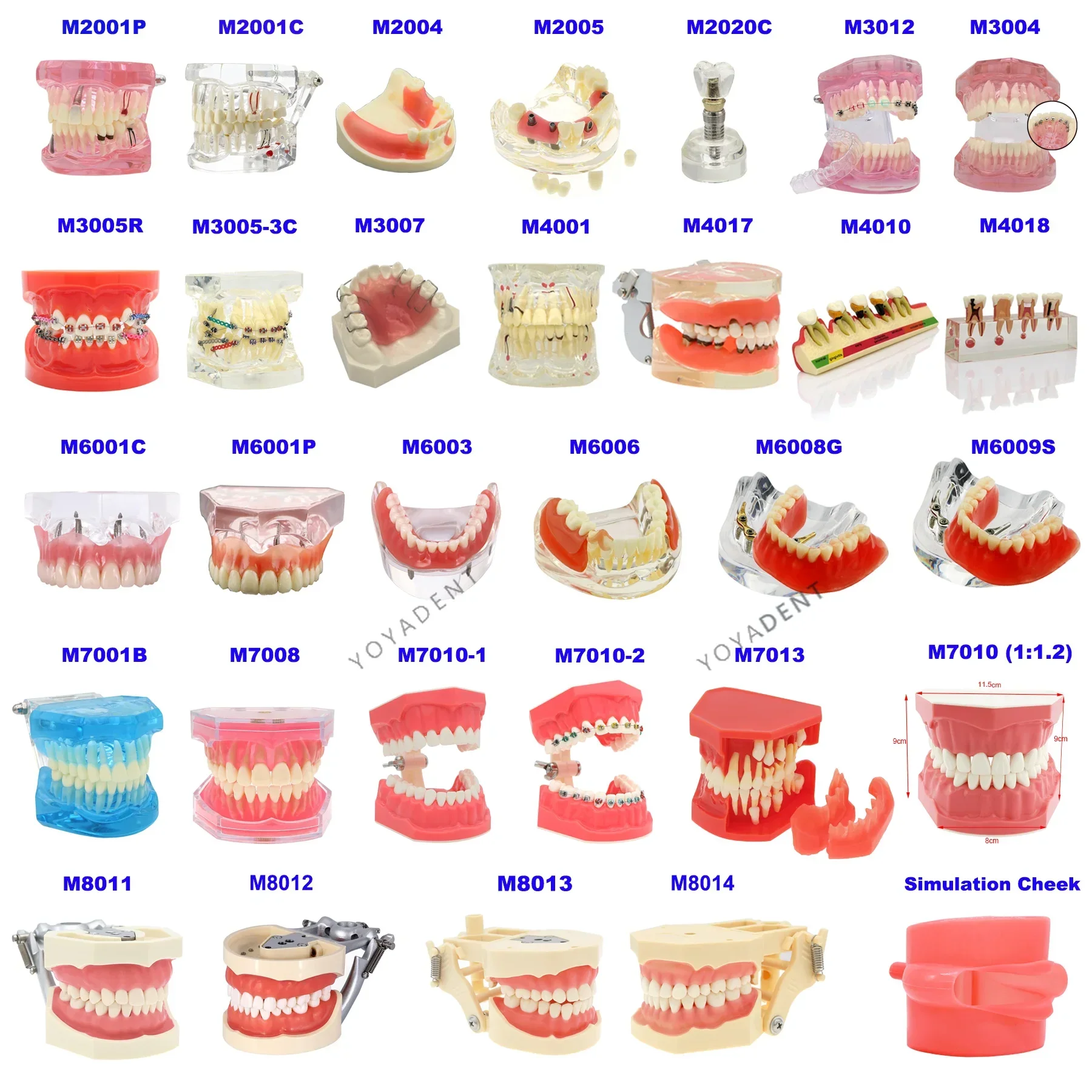 

Dental Model Implant/Orthodontic/Periodontitis/Standard Model Dental Teaching Display a variety of dental diseases Model