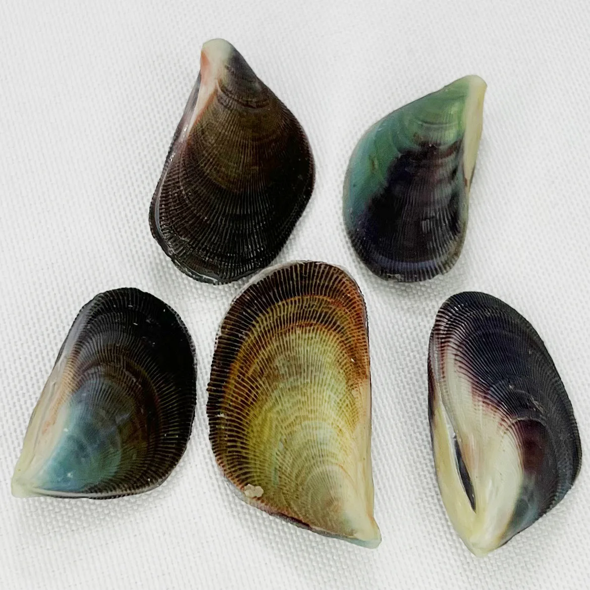 Natural Dosinia Shell - Handpicked Seashells for DIY Home Decor, Marine Themed Crafts, Ocean Inspired Ornaments, Shell Collectio
