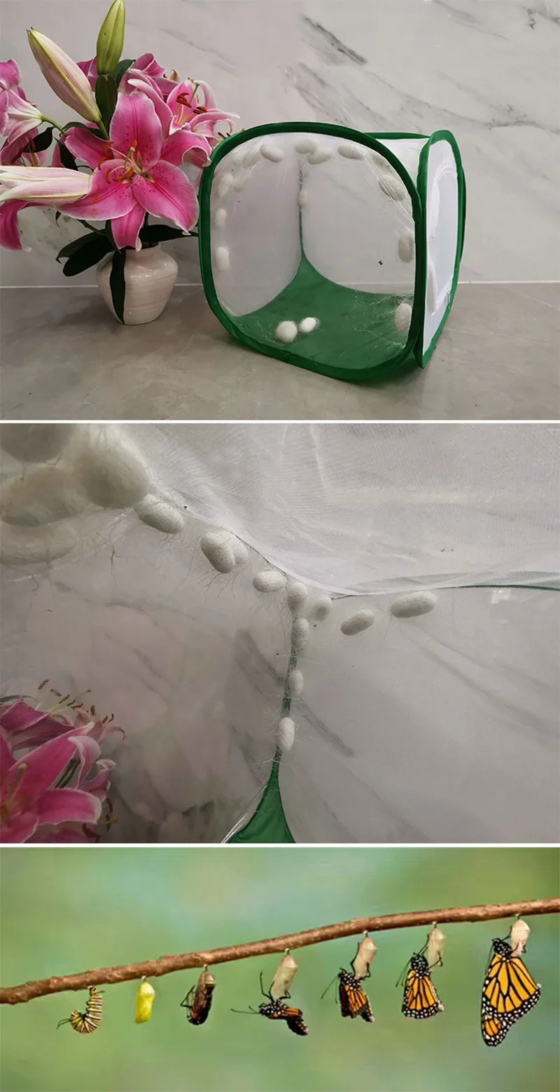 Zusammenklappbarer Insektenkäfig aus Netzstoff für Vögel, Schmetterlinge, Gottesanbeterinnen, Zucht von Heuschrecken, Kokons und Seidenraupen – Detail 12