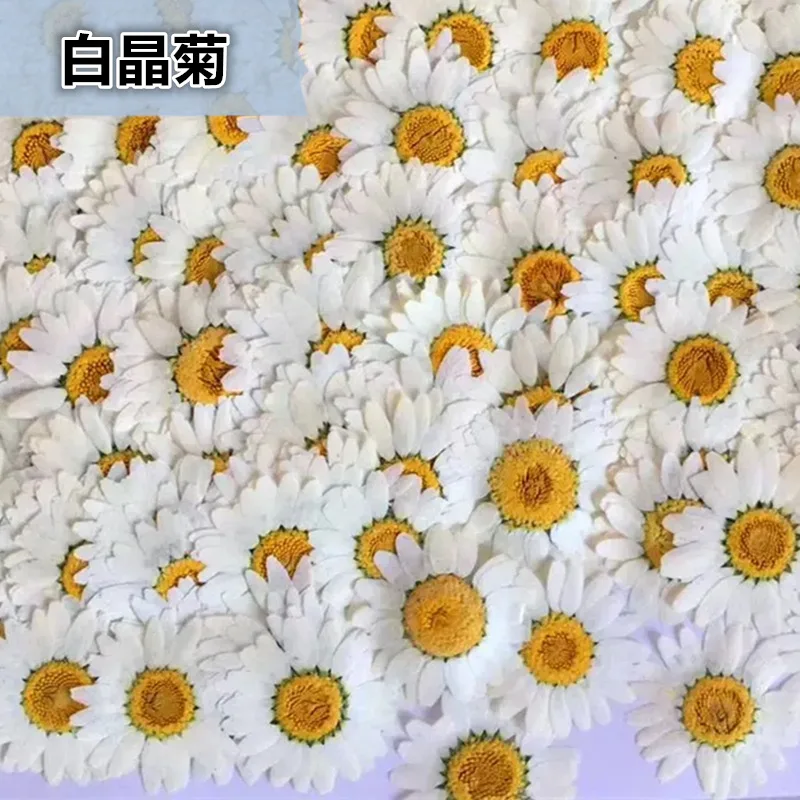 100Pcs Natural White Crystal Chrysanthemum Daisy Plant Specimens Real Dried Flowers Pressed Flowers DIY Material Kit for Photo Frames, Phone Cases, Resin Crafts view 2