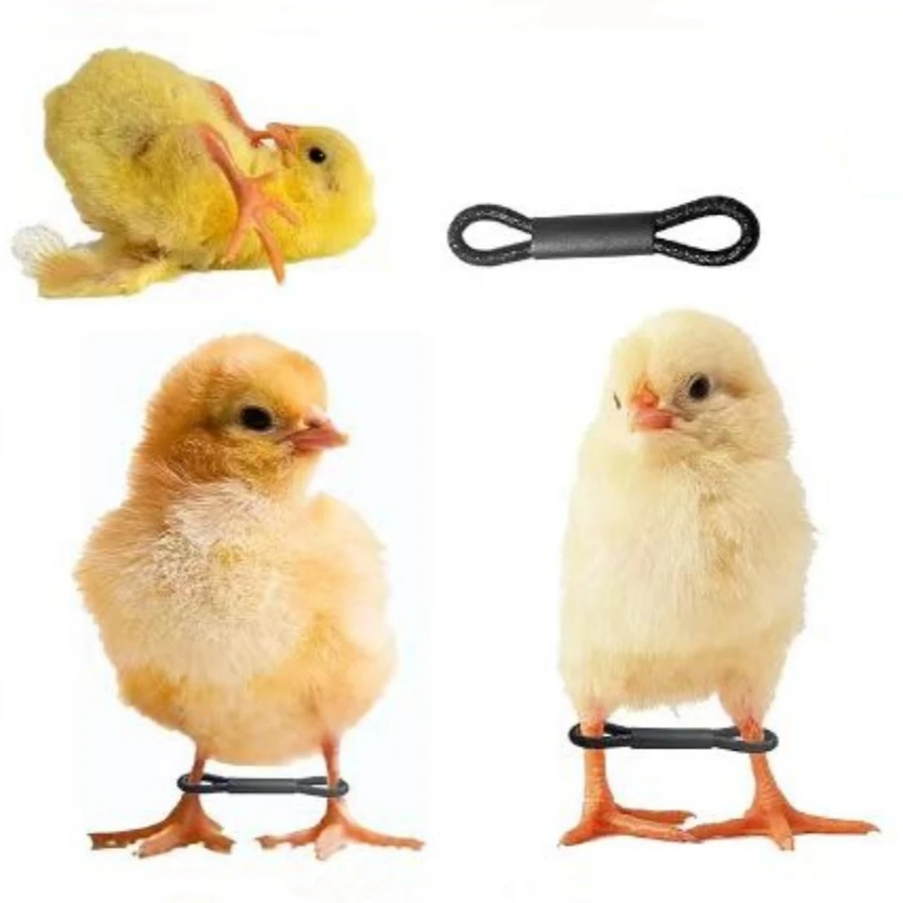 ABQR 100 pièces bébé poulet Splay jambe Hobble orthèse réglable volaille jambe bandes pour nouveau-né mèches jambe poussin oiseau cailles canards