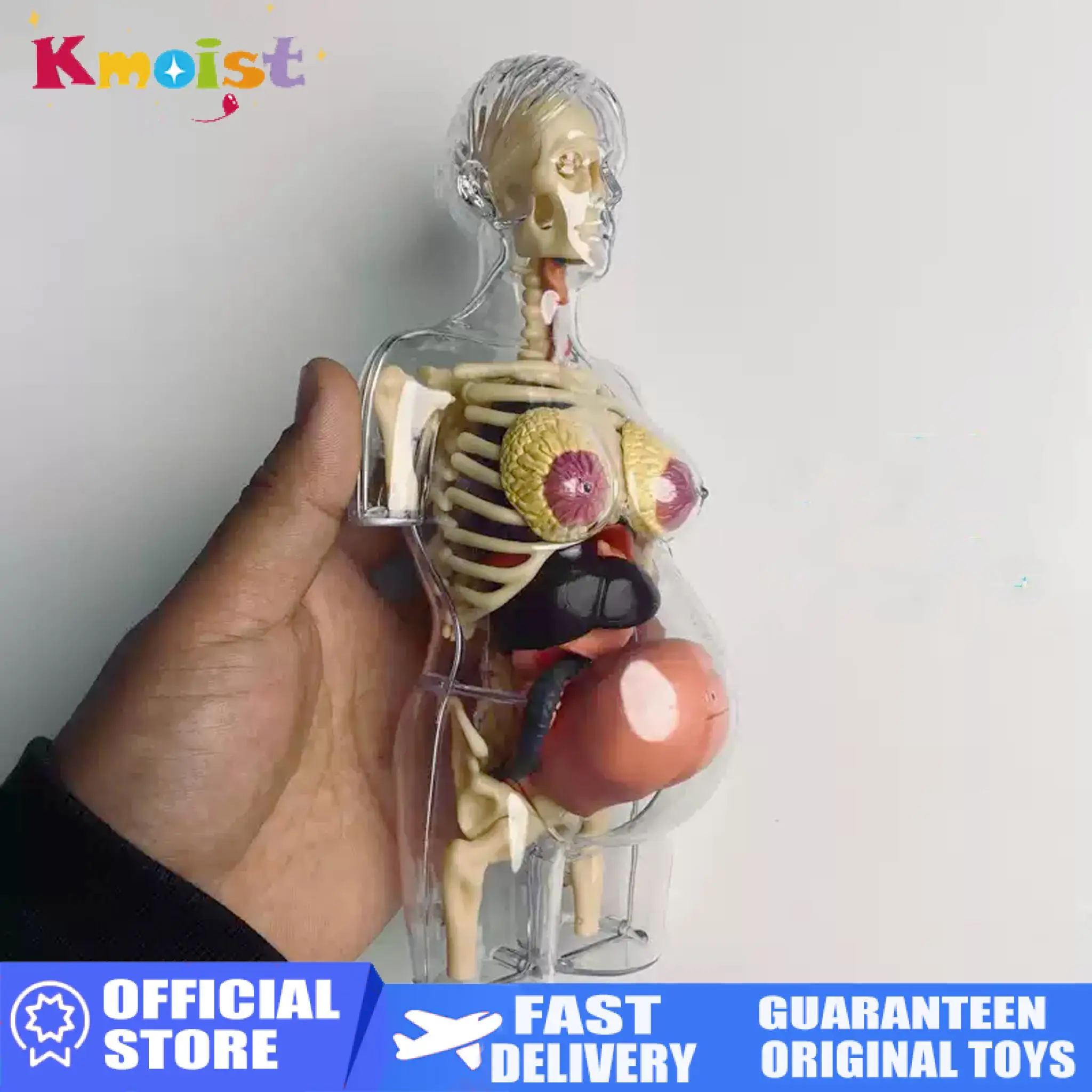 4D Human Organs Toys Transparent Pergnancy Anatomy Torso Teaching Model Kids Science Educational Toys for Student Learning