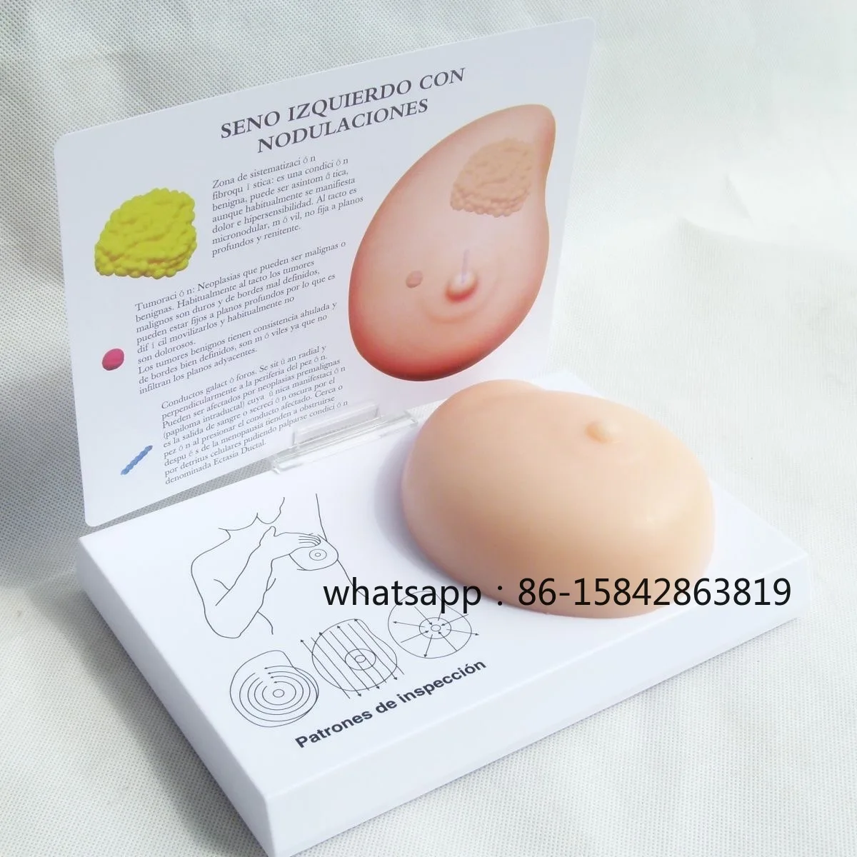 Human Pathological Anatomy Breast Self Exam Model Irregular Masses  Pathological Examination Model