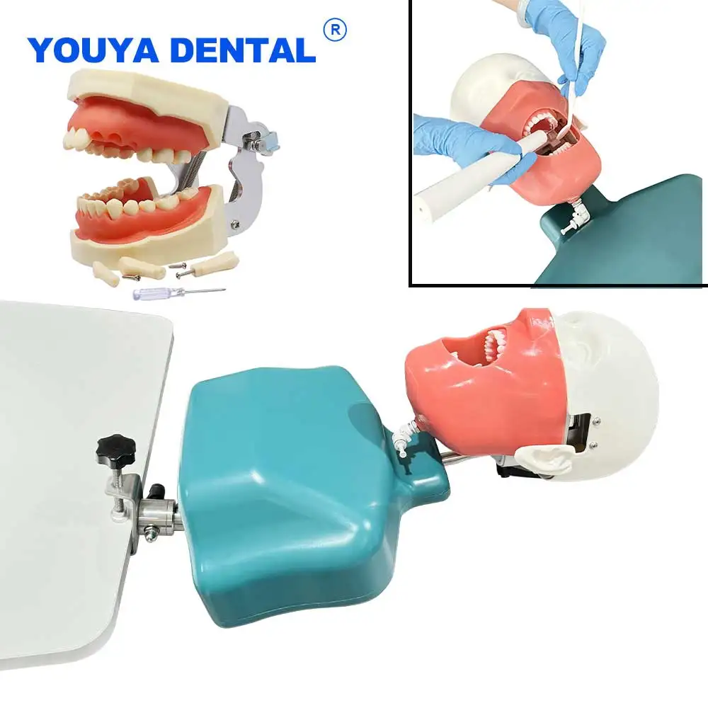 

Модель головы Typodont, фантомные манекены с плечевым корпусом, крепление для скамейки, моделирование, тренировочное оборудование, обучающие модели