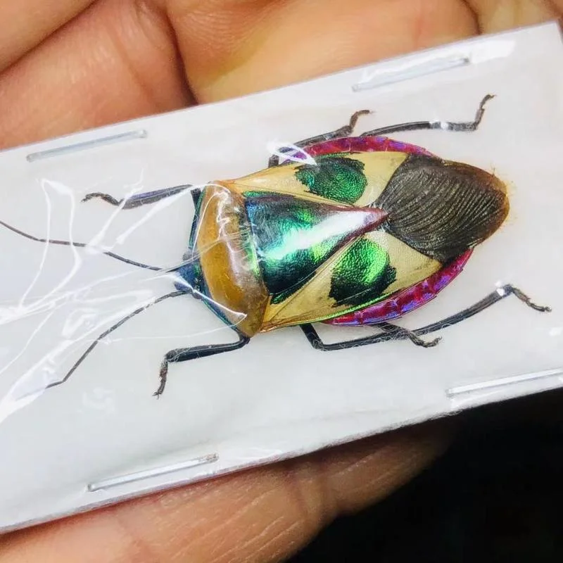 

Catacanthus nigripes, a metal faced stink bug, is a collection of foreign insect specimens and Hemiptera handicrafts homedecore