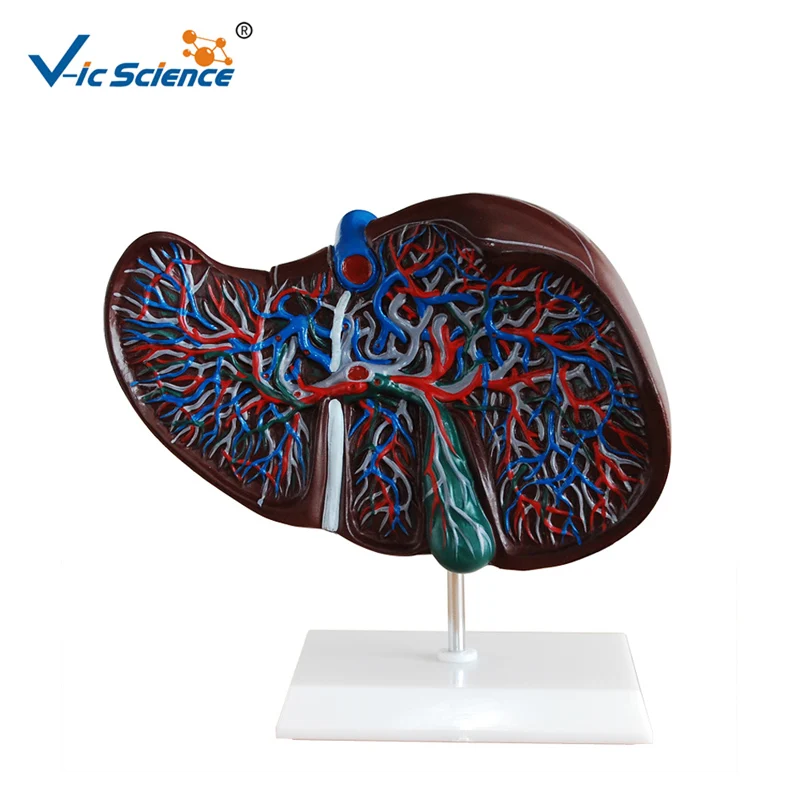 Medical Advanced Liver Anatomy Teaching Model