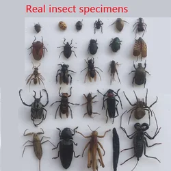 Real Insect Specimen Beetle Scarabaeidae Student Observation Teaching DIY Handicraft Collection Gift Home Decoration Taxidermy