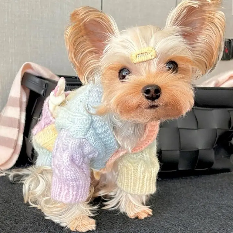 2025 새로운 도착 작은 애완견 개를위한 귀여운 다채로운 무늬 스웨터 스웨터 따뜻한 착용 유행 유행 개 옷