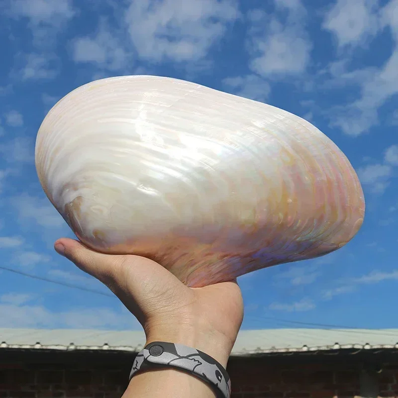 Natural Conch Shell Extra Large Pearl Oyster Glossy Double-sided Clam Shell Creative Collection Ornaments