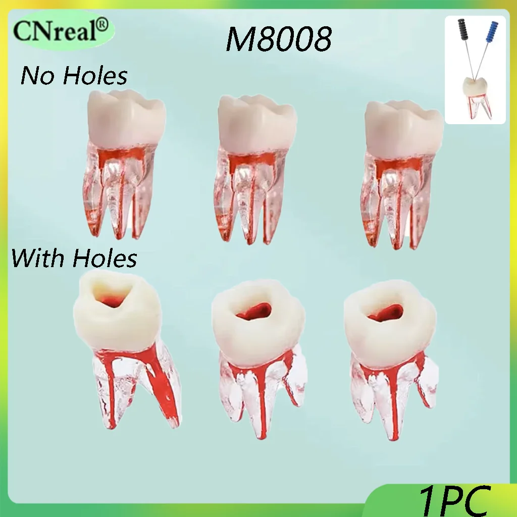 نموذج الأسنان اللبية الأسنان ، الراتنج ممارسة كتلة قناة الجذر ، تعليم طبيب الأسنان ، التدريب إندو ، M8008 مع أو بدون ثقوب ، 1 قطعة