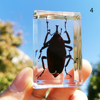 Beautiful Insect In Resin Animal Collection Paperweight for Office Desk for Men Women Biology Science Teacher Education Hogard