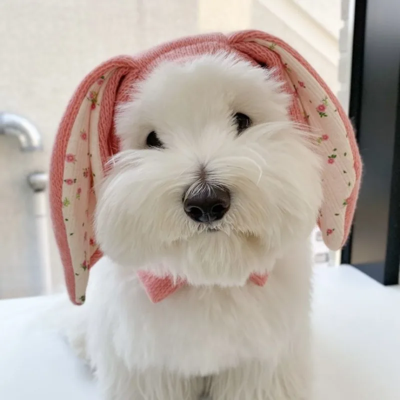 Dog Hat Autumn Winter Windproof Warmth Cover Cute Rabbit Ears Knitted Pet Cap Pink Ins Dogs Headwear New  Kitten Puppy Earmuffs