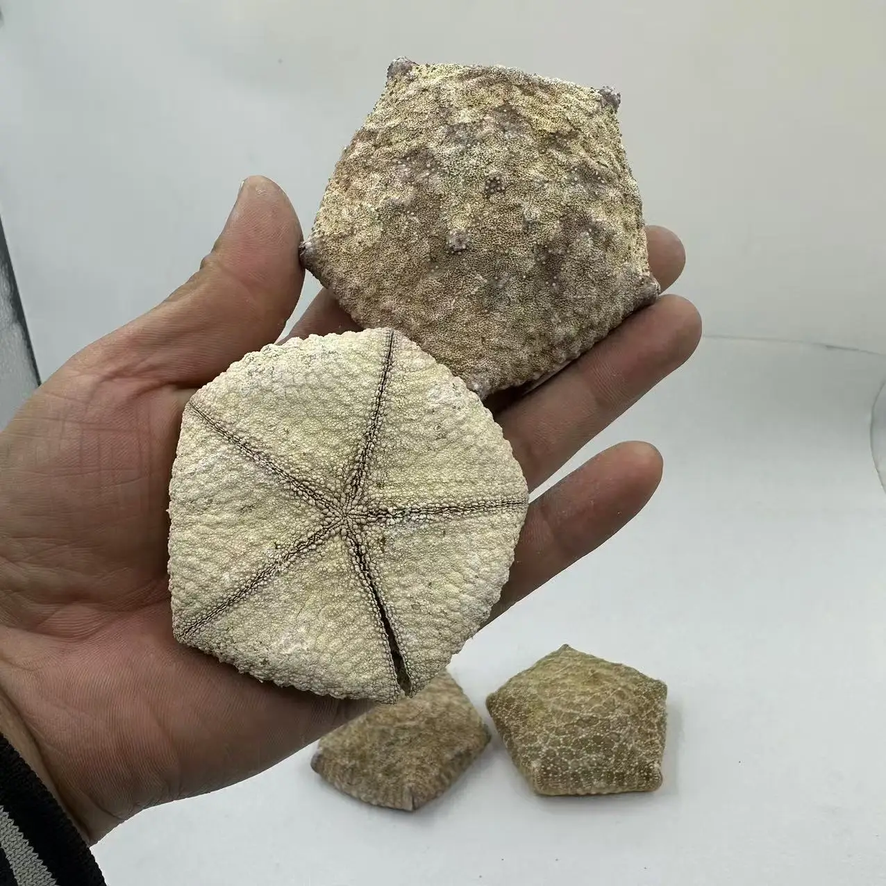 Natural Starfish & Conch Shells, Including Astropecten Articulatus (Bread Sea Star), Unique Shapes, Ideal for Craft Decorations