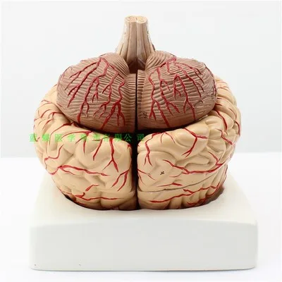 Modelo de partición de la corteza del cerebro, modelo anatómico del sistema nervioso de los órganos del cerebro humano