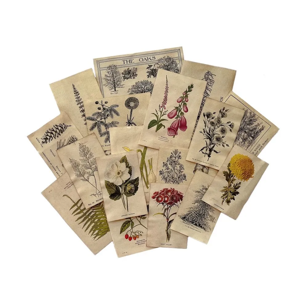 Variant: Plant Illustrations