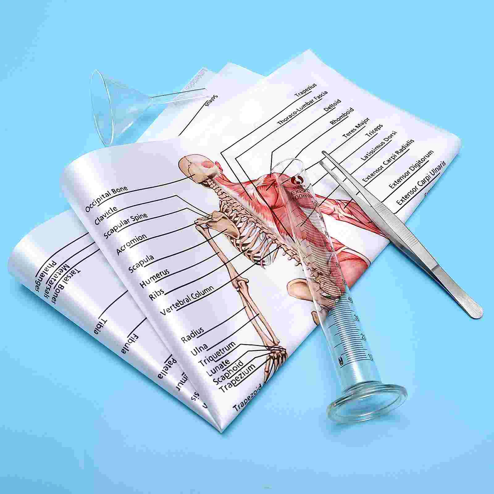 Human Dissection Poster Anatomical Chart Frameless Anatomy Muscular System Skeletal Posters for Walls