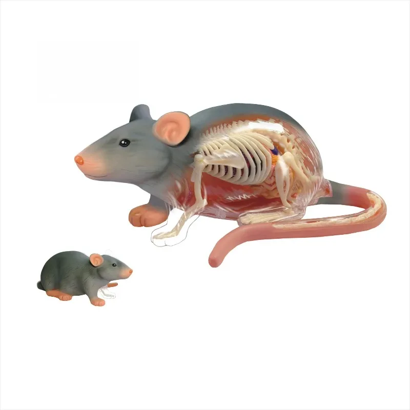 4D Assembled Mouse Organ Anatomy Model, Biological Science Toy, Designed According To Animal Science Principles
