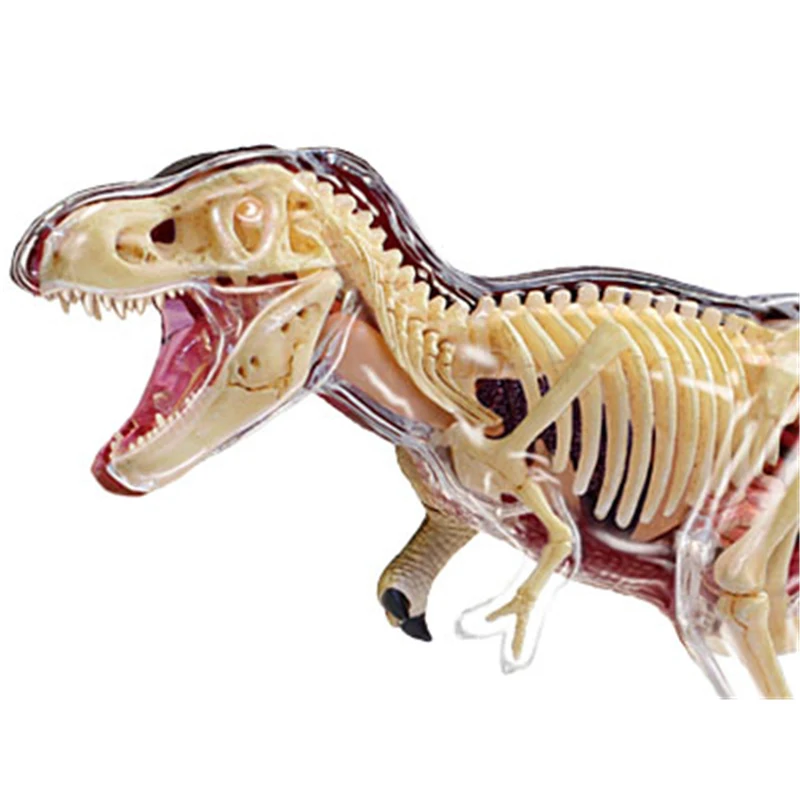 Tyrannosaurus 4d master puzzle Assembling toy Animal Biology Dinosaur organ anatomical model medical teaching model