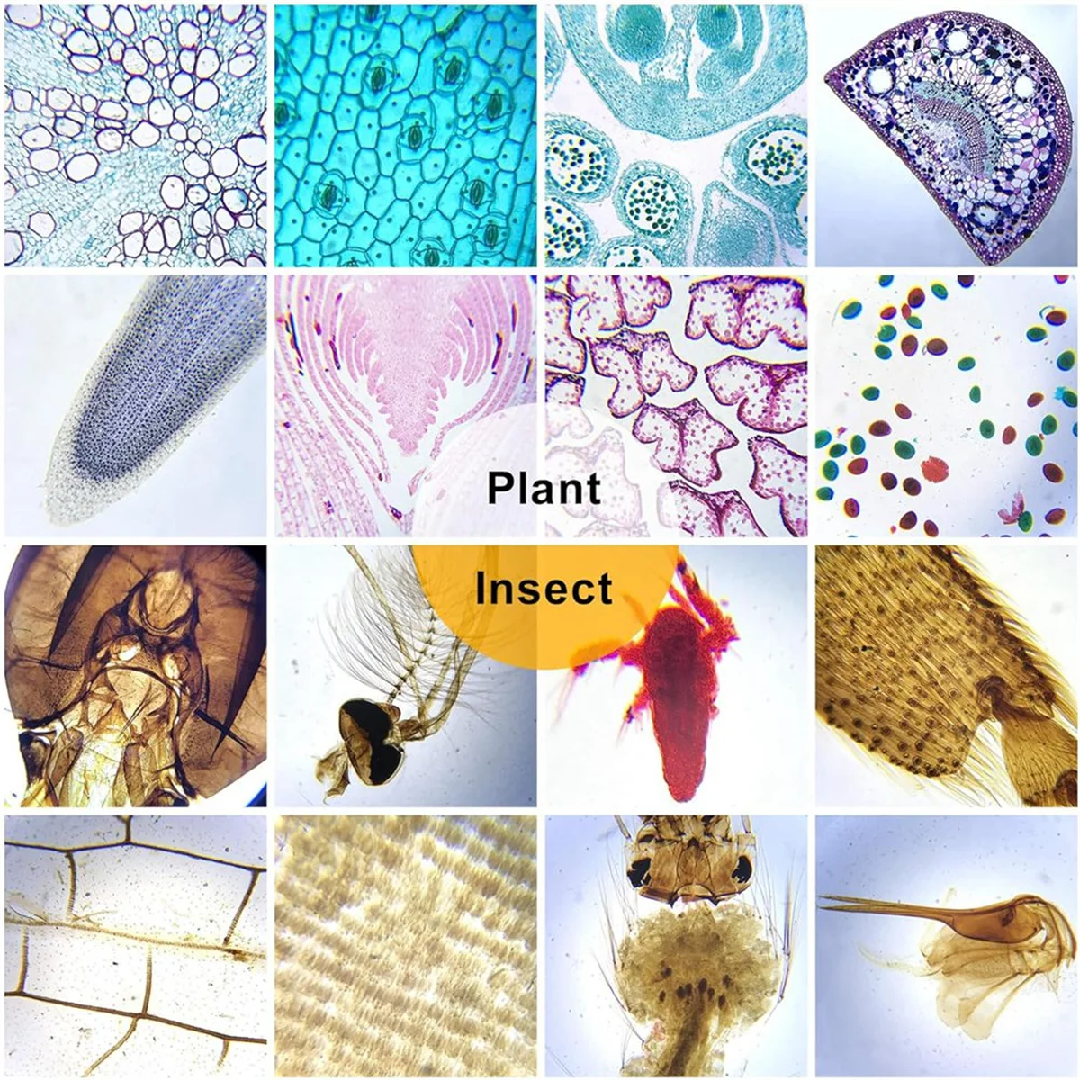 Vidro Prep Slides para Microscópio Acessórios infantis, adequado para todos os tipos de microscópios