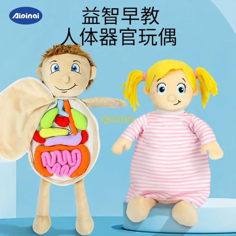 

QX2D Children's cognitive body structure early education toy