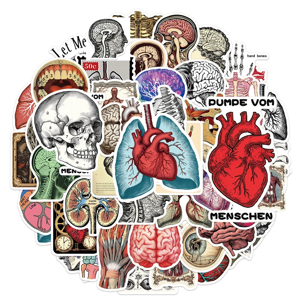 

10/30/50pcs Vintage Human Anatomy Physiology Stickers Cartoon Organ Skull Skeleton Decals Luggage Notebook Phone Sticker Packing