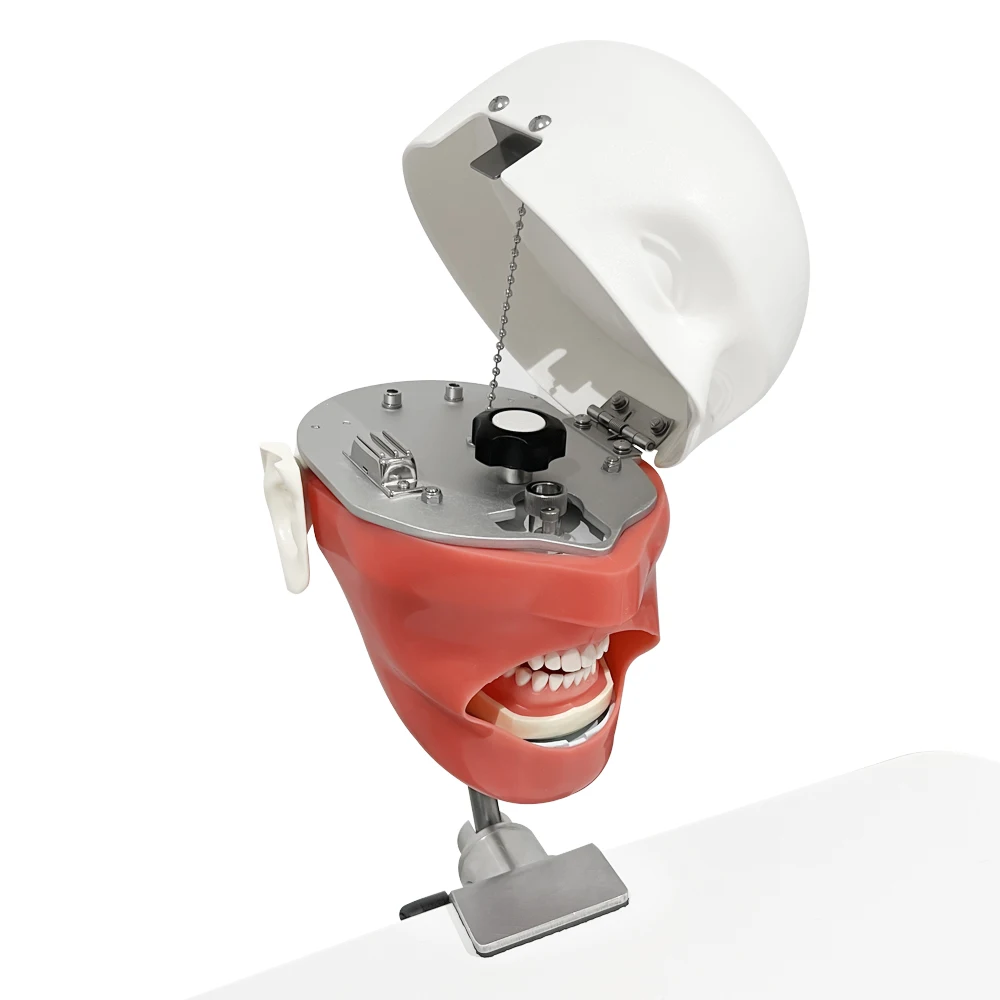 Simple Head Model Dental Simulator Phantom Head for Dentist Education Practical Training Tool 360-degree Adjustment Demonstrate