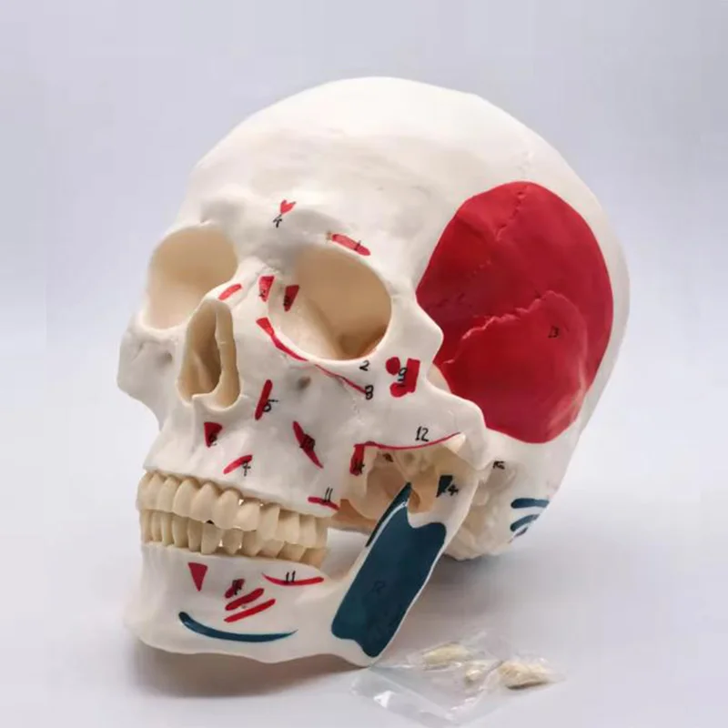 

Человеческая мускулистая цветная анатомическая модель черепа, съемный 3-детали, цифровая индикация, голова скелета, медицинский образовательный инструмент